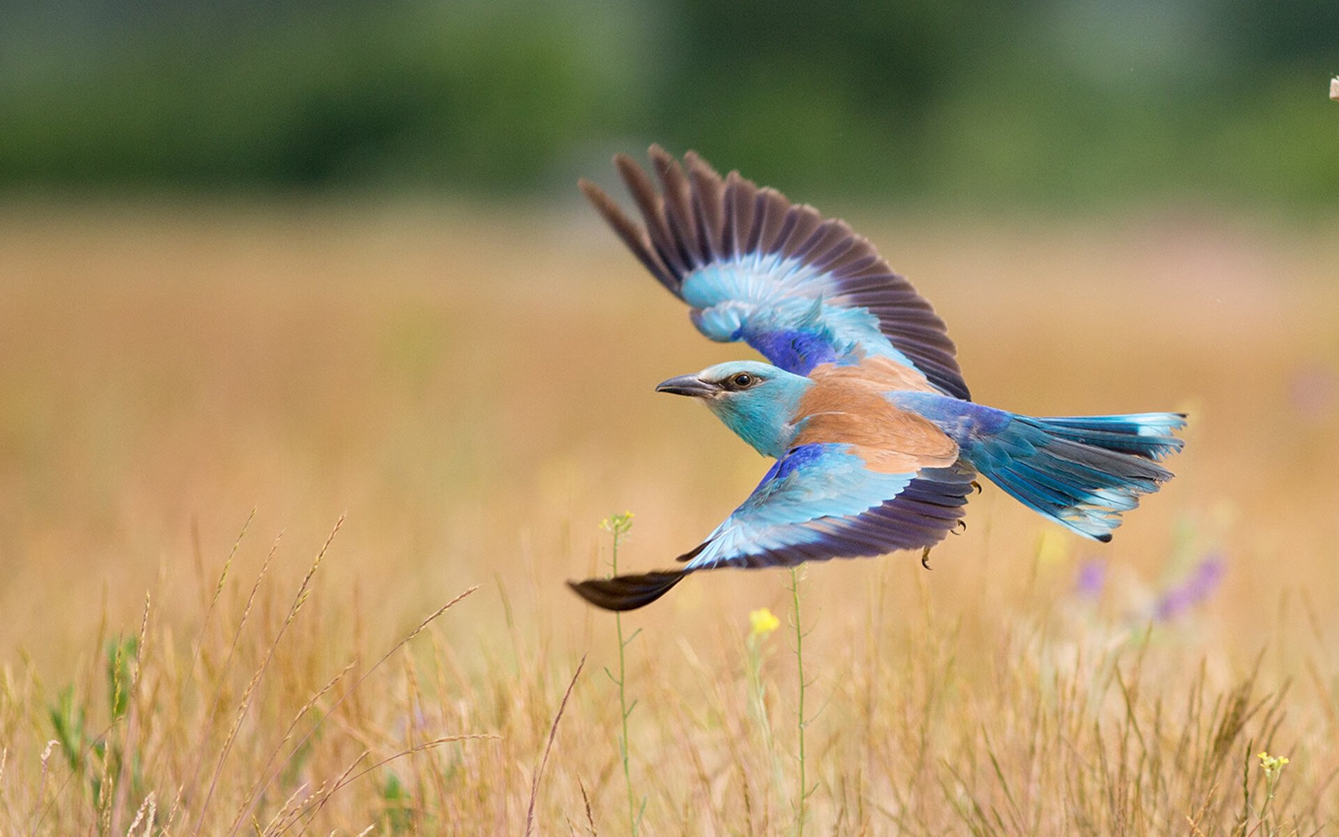 开云体育官网-当文明古国按下快进键，坎特在思维奥运会中接管比赛