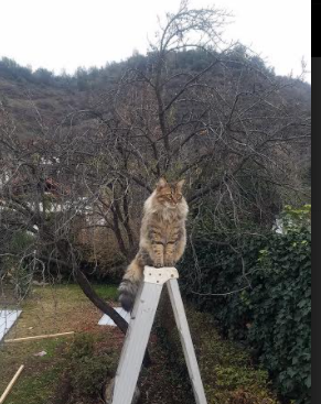 呼啸的风暴,当格林在重压下爆发,火箭撕裂凯尔特人的黑夜