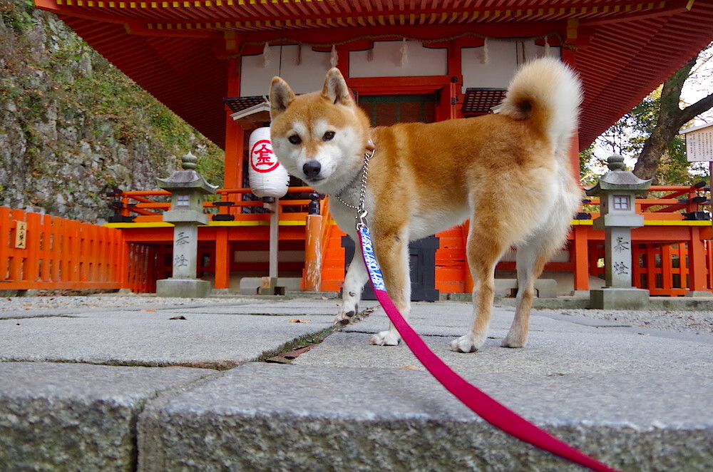 战术显微镜下的战术大师,当切尔西斩落皇家社会,京多安的数据爆炸揭示了什么