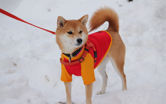 卡塞米罗关键节点连续得分，雷恩对阵马德里竞技的逆转传奇