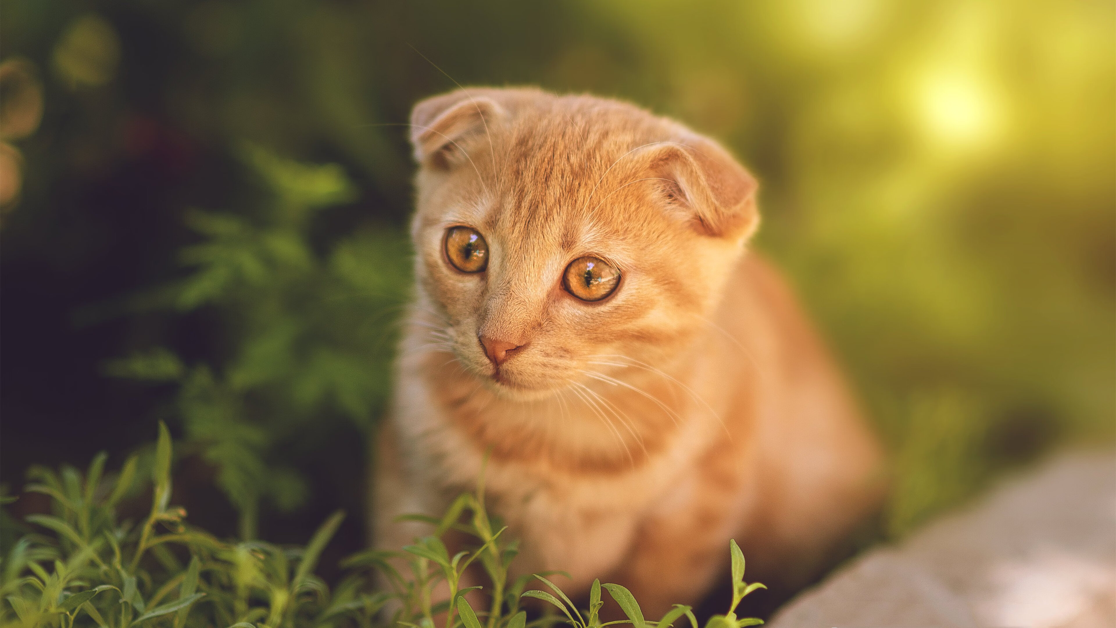 开云体育2026-北岸花园的寂静，拉文47分撕碎绿军神话