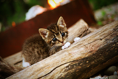 开云体育官网-若日尼奥数据全面爆炸，为何却在卡塔尔与皇家社会的对决中沦为华丽的注脚？