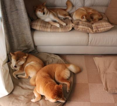 内线枢纽引发窒息风暴，小贾伦攻防转换核心如何让黄蜂封锁深圳队？