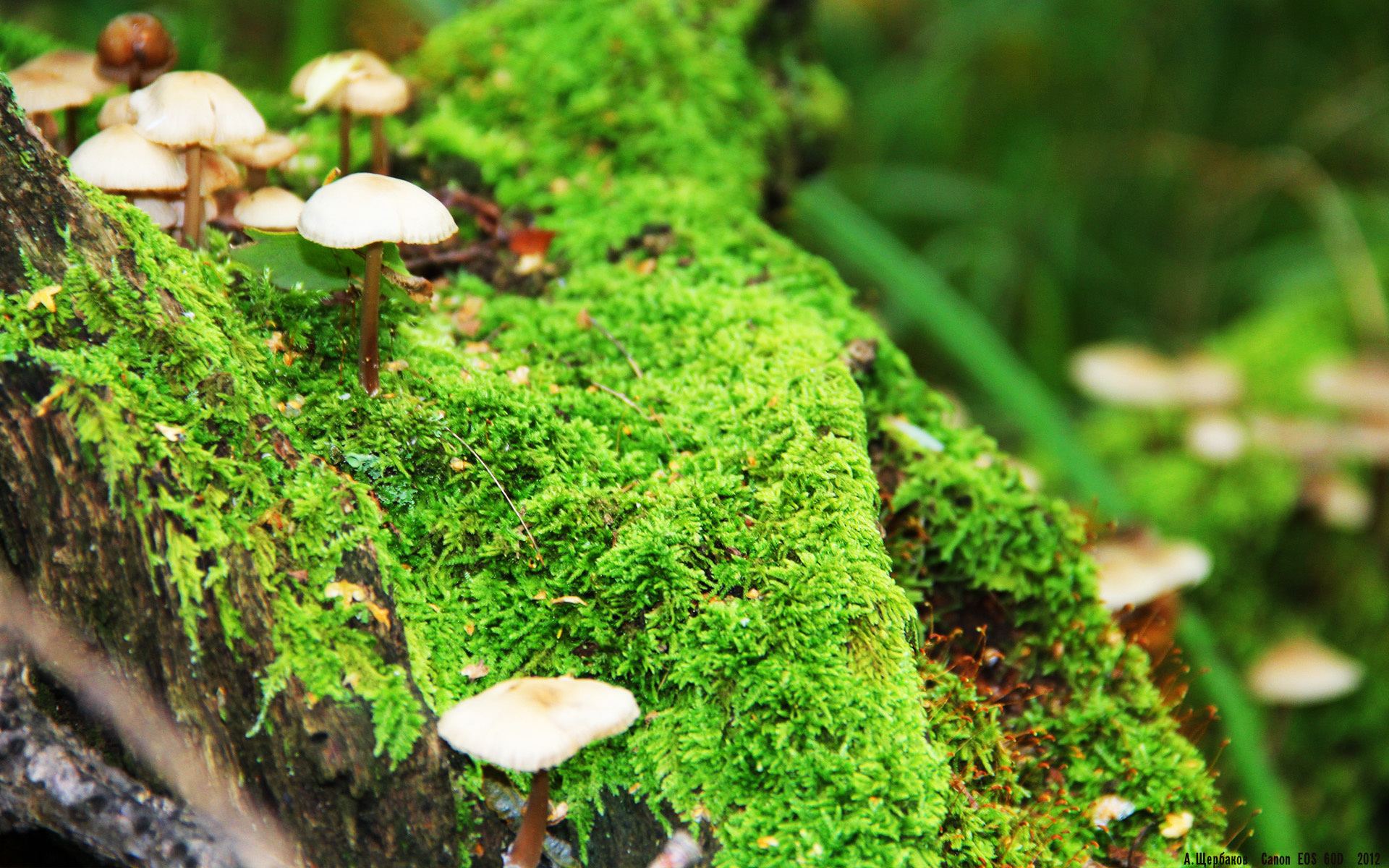 奥利维耶，韩国对阵希腊赛后评分拉满的战术核武