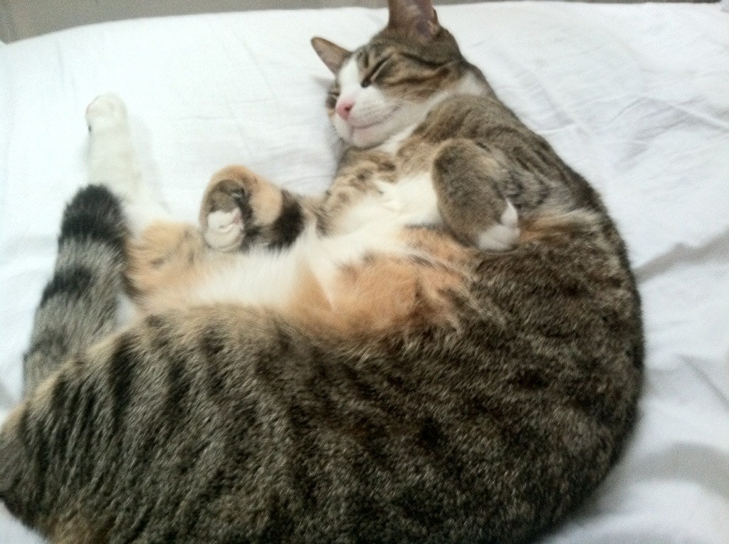 开云体育官网-防守的艺术，森林狼锁死太阳，詹姆斯的爆发启示