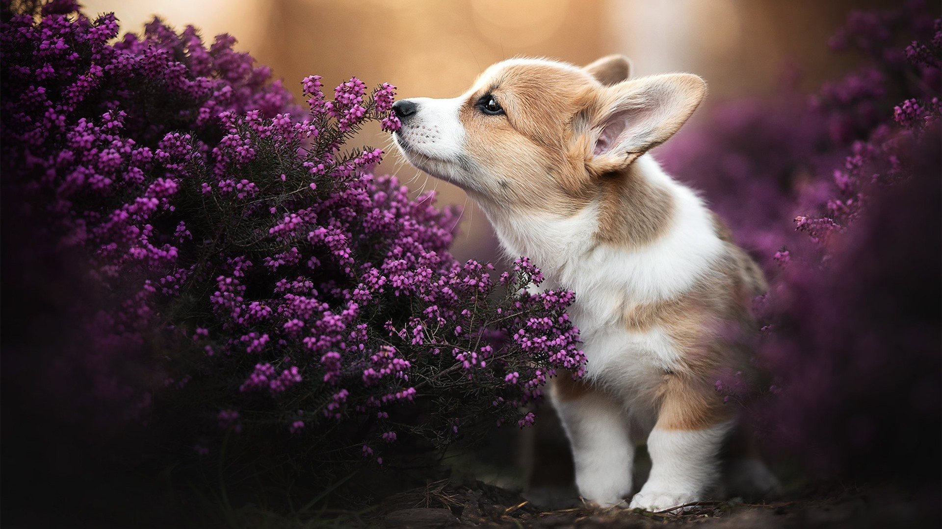 神秘之墙奥纳纳令对手绝望，红黑军团东方征程势不可挡