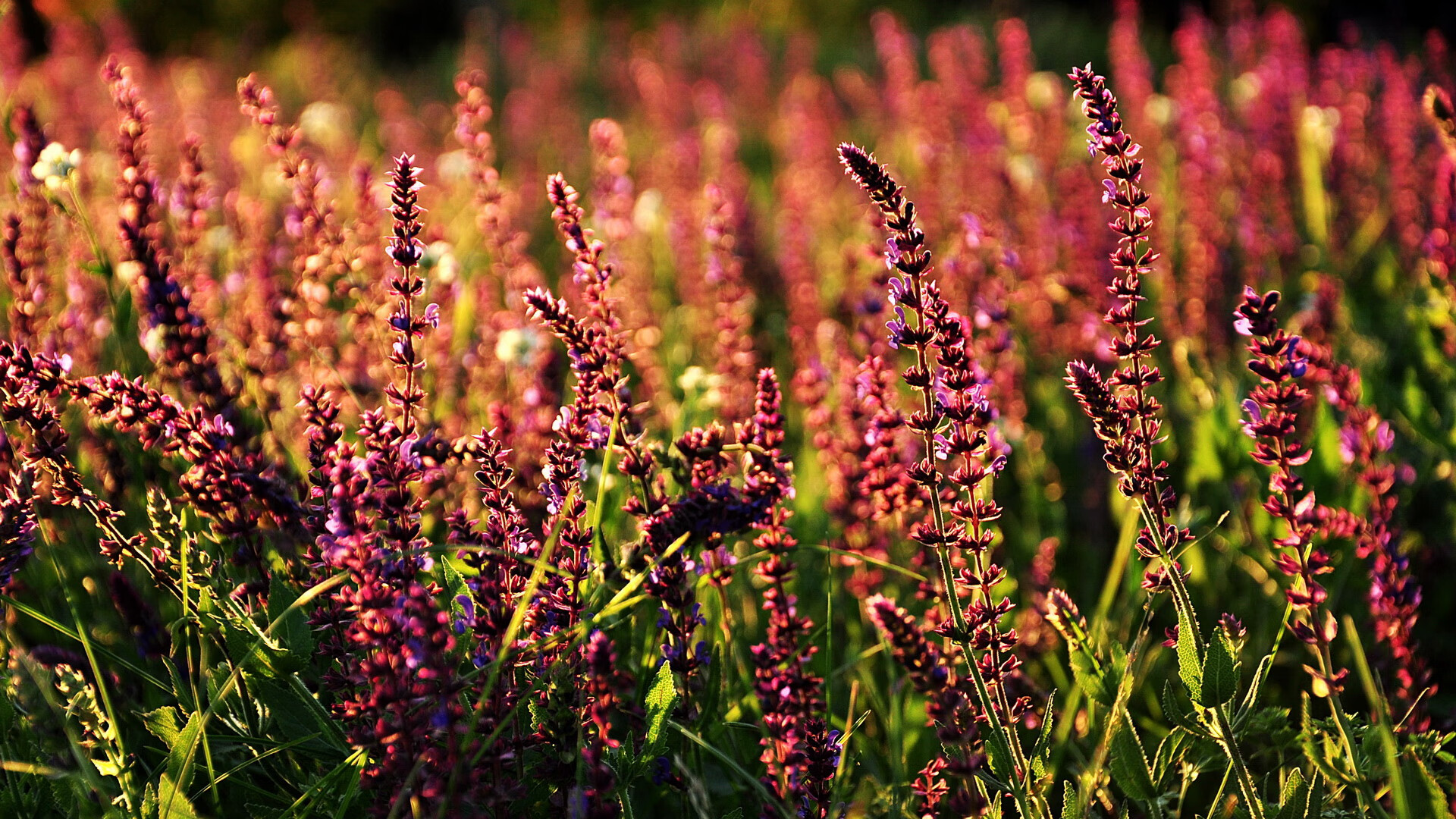 开云体育app-若日尼奥掌控雷电，雷恩15分钟风暴击沉亚特兰大，关键先生导演唯一性胜利