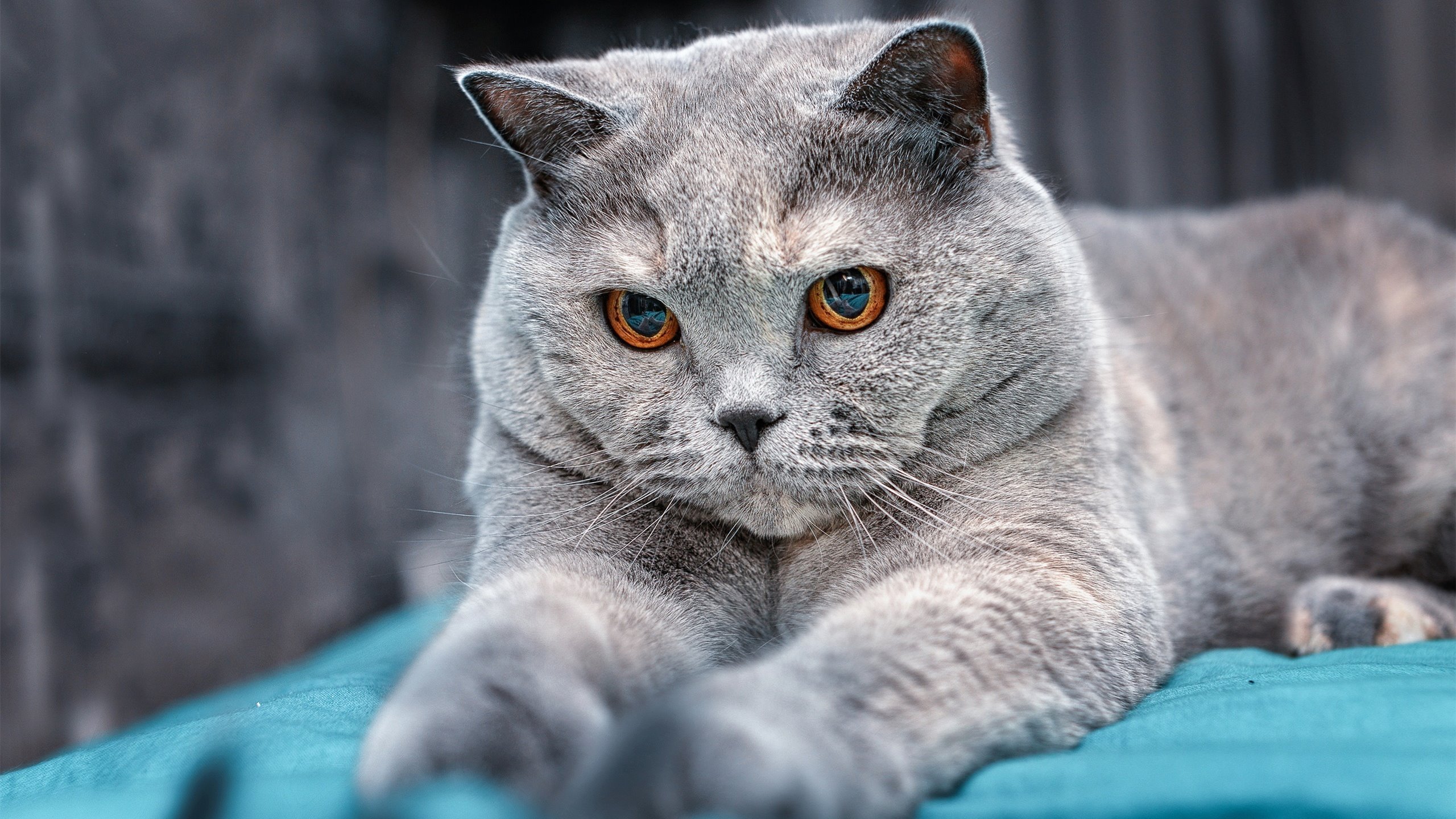 开云体育2026-铁幕下的亚洲惊雷，当沙特金元遇上孙兴慜欧冠革命