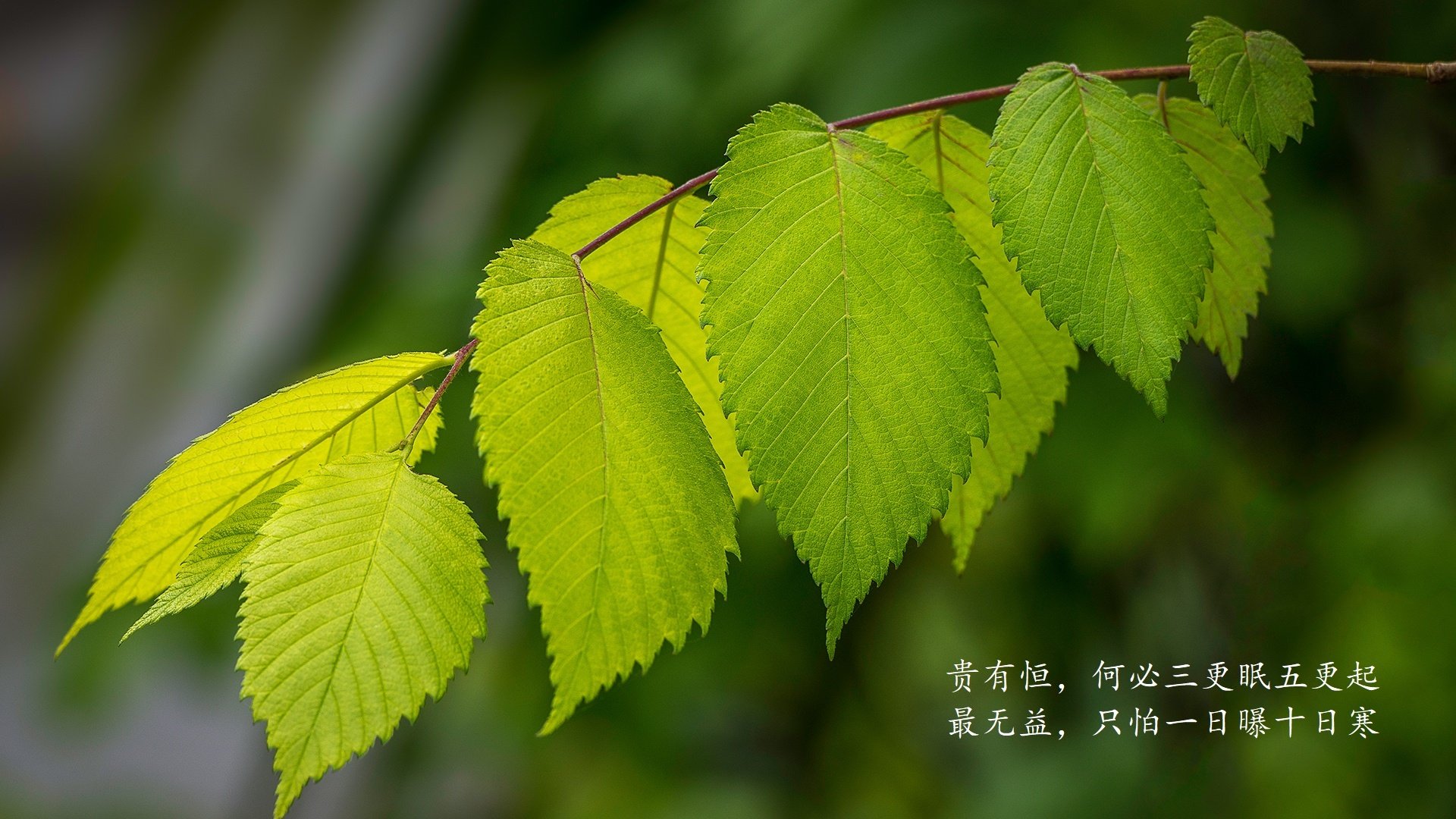从板凳到英雄，小贾伦加时赛独砍12分，篮网险胜广东
